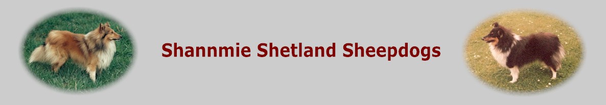 Shannmie Shetland Sheepdogs